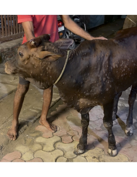 Baby Cow Rescued with Lumpy Skin Disease from Sector 160, Noida