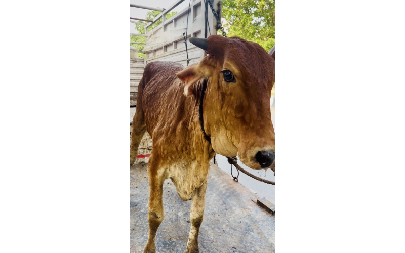 Gaumata Rescued with Lumpy Skin...