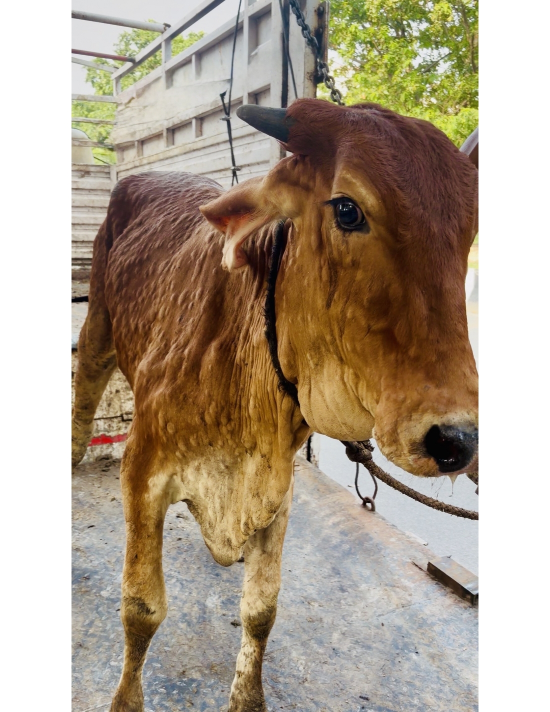                 Gaumata Rescued with Lumpy Skin Disease from Sector 94, Noida
             