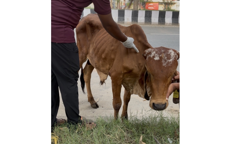 Mahadev Nandi Rescued with Lumpy Skin...
