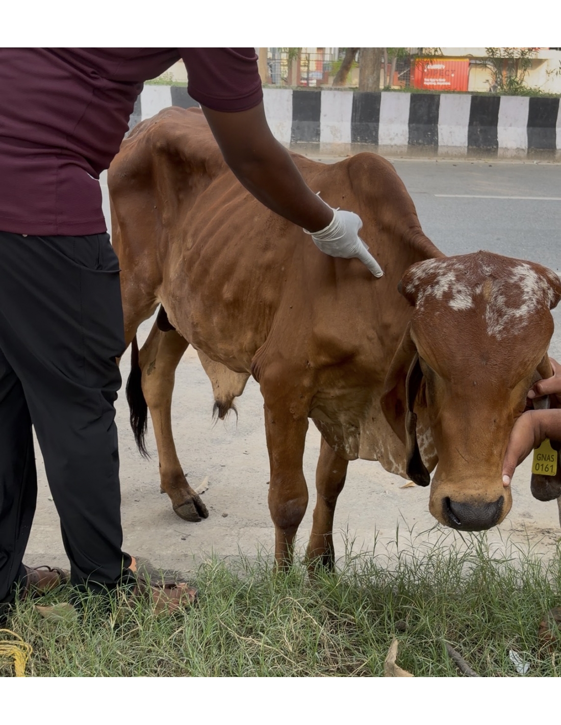                 Mahadev Nandi Rescued with Lumpy Skin Disease, Sector 94 Noida
             