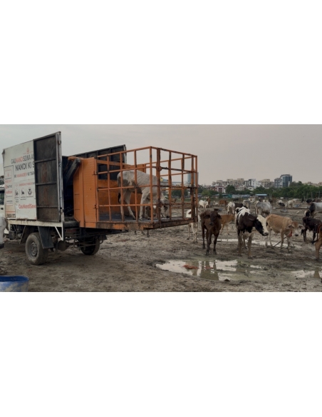 Little Baby Cow Rescued with Lumpy Skin Disease, Sector 150 Noida