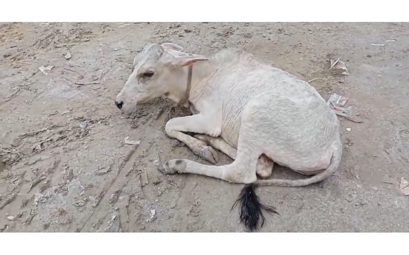 Little Baby Cow Rescued with Lumpy...
