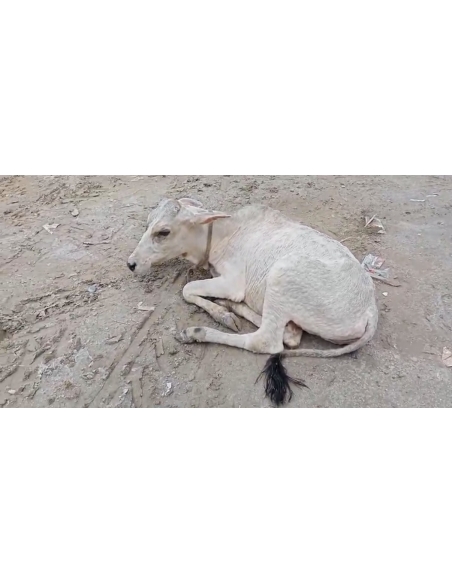 Little Baby Cow Rescued with Lumpy Skin Disease, Sector 150 Noida