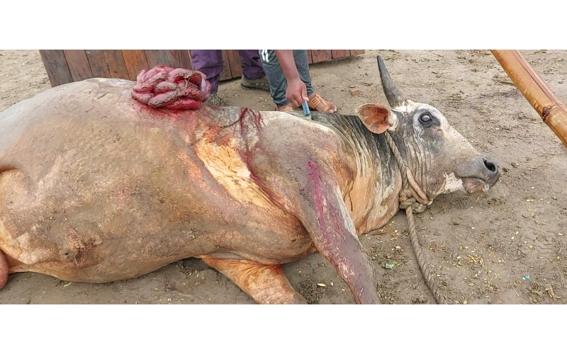 Nandi baba,  intestine out in hate... Nandi baba,  intestine out in hate...