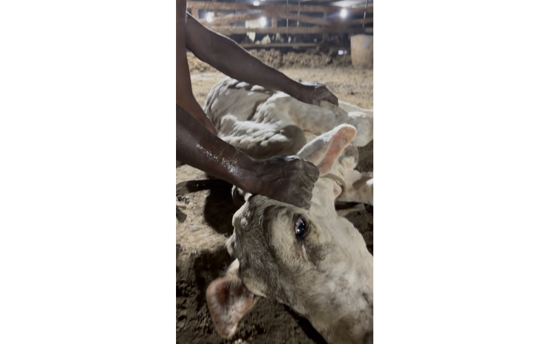 Little Baby Cow Rescued with Lumpy...