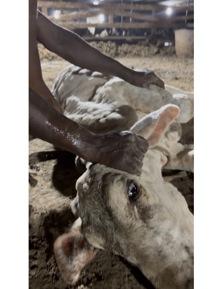 Little Baby Cow Rescued with Lumpy Skin Disease, Sector 150 Noida