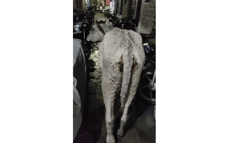 Gaumata Rescued with Lumpy Skin...