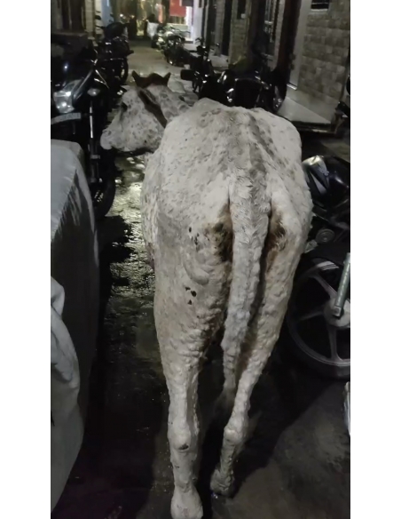 Gaumata Rescued with Lumpy Skin Disease, Mayur Vihar Phase 3 Delhi