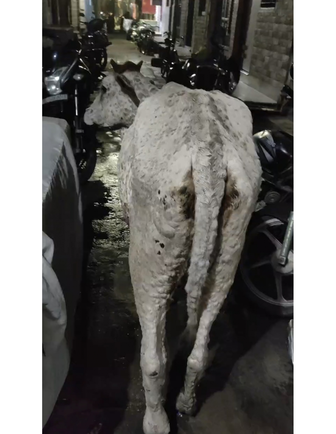                 Gaumata Rescued with Lumpy Skin Disease, Mayur Vihar Phase 3 Delhi
             