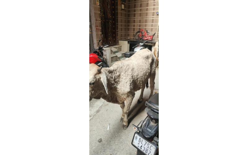 Gaumata Rescued with Lumpy Skin...