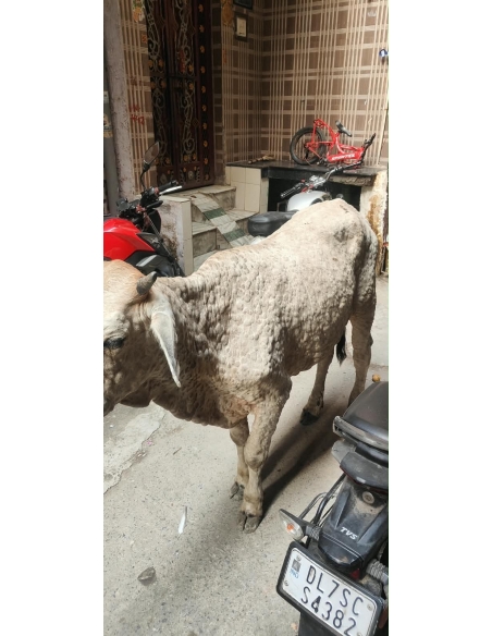 Gaumata Rescued with Lumpy Skin Disease, Mayur Vihar Phase 3 Delhi