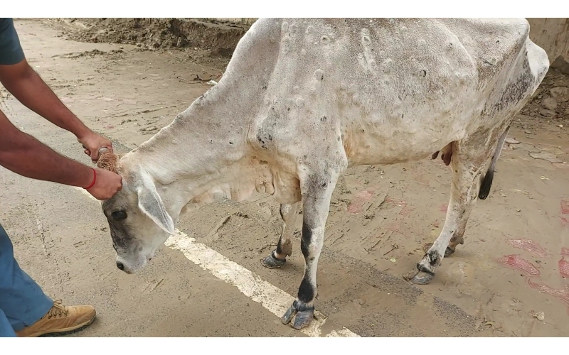 Gaumata Healed of Lumpy Skin Disease...