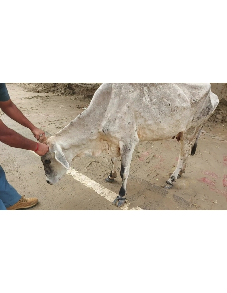 Gaumata Healed of Lumpy Skin Disease in Sector 77, Noida