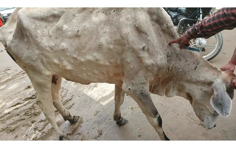 Gaumata Healed of Lumpy Skin Disease...