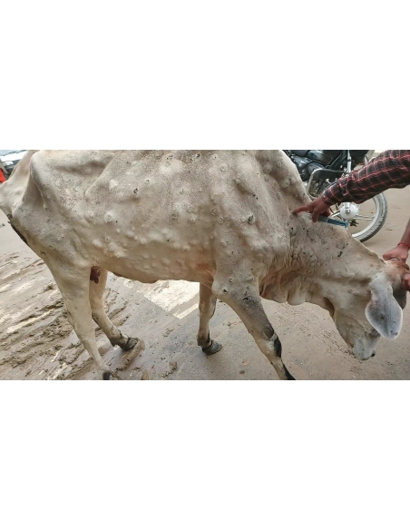 Gaumata Healed of Lumpy Skin Disease in Sector 77, Noida
