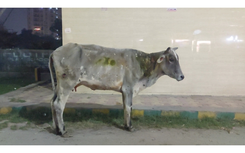Gaumata Healed of Lumpy Skin Disease...