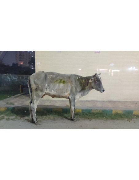 Gaumata Healed of Lumpy Skin Disease in Sector 77, Noida