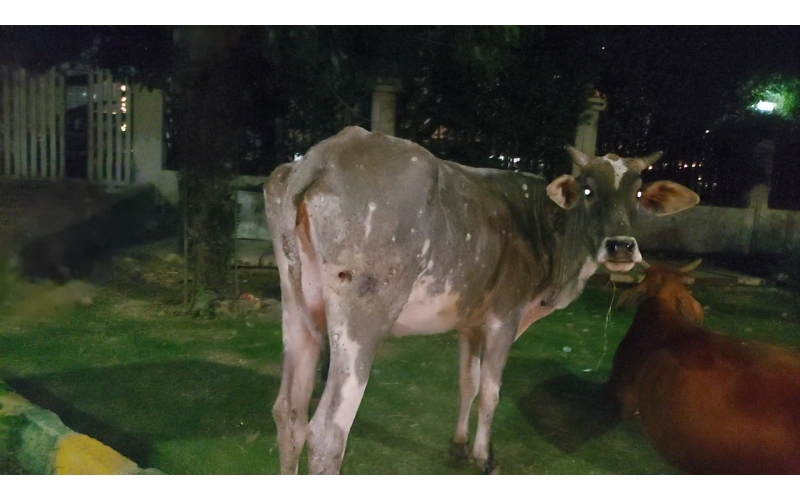 Gaumata Healed of Lumpy Skin Disease...