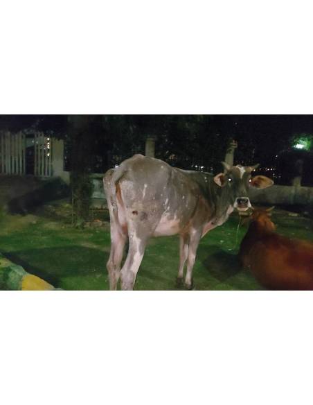 Gaumata Healed of Lumpy Skin Disease in Sector 77, Noida