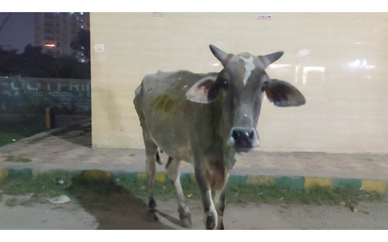 Gaumata Healed of Lumpy Skin Disease...