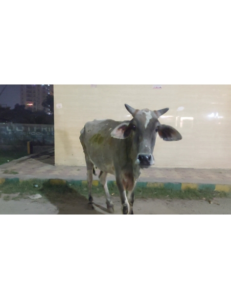 Gaumata Healed of Lumpy Skin Disease in Sector 77, Noida