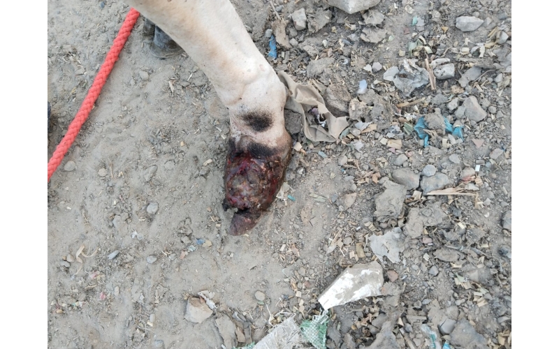 Nandi baba- Foot Maggots,  Sector 93... Nandi baba- Foot Maggots,  Sector 93...