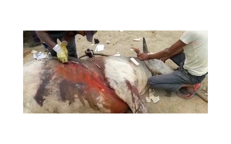 Nandi baba,  intestine out in hate... Nandi baba,  intestine out in hate...