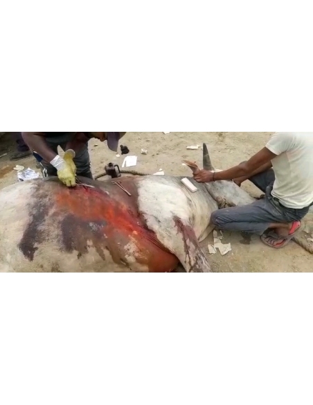 Nandi baba,  intestine out in hate attack , sector 115 noida