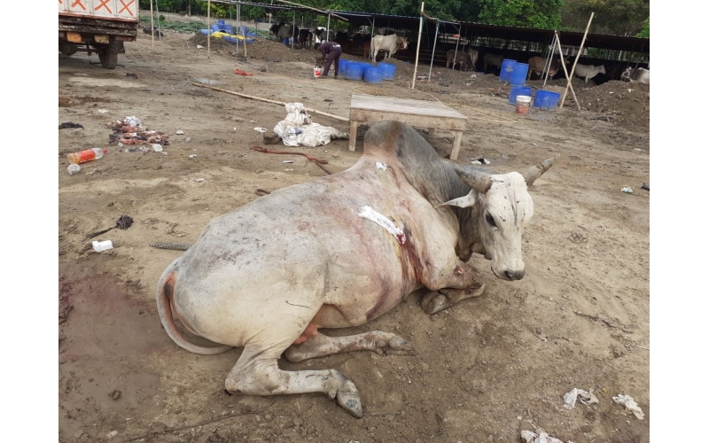 Nandi baba,  intestine out in hate... Nandi baba,  intestine out in hate...