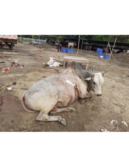Nandi baba,  intestine out in hate attack , sector 115 noida