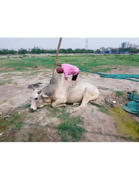 Nandi baba,  intestine out in hate attack , sector 115 noida
