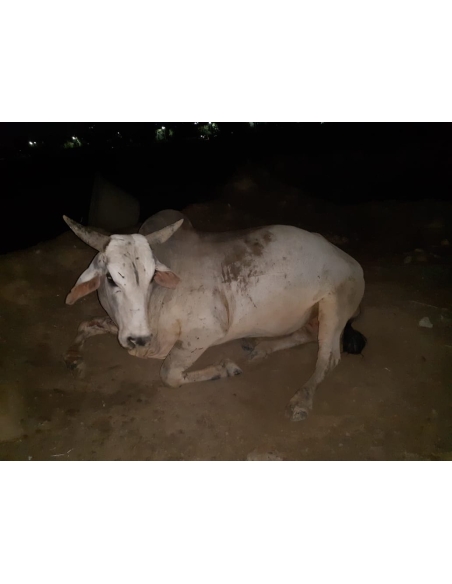 Nandi baba,  intestine out in hate attack , sector 115 noida