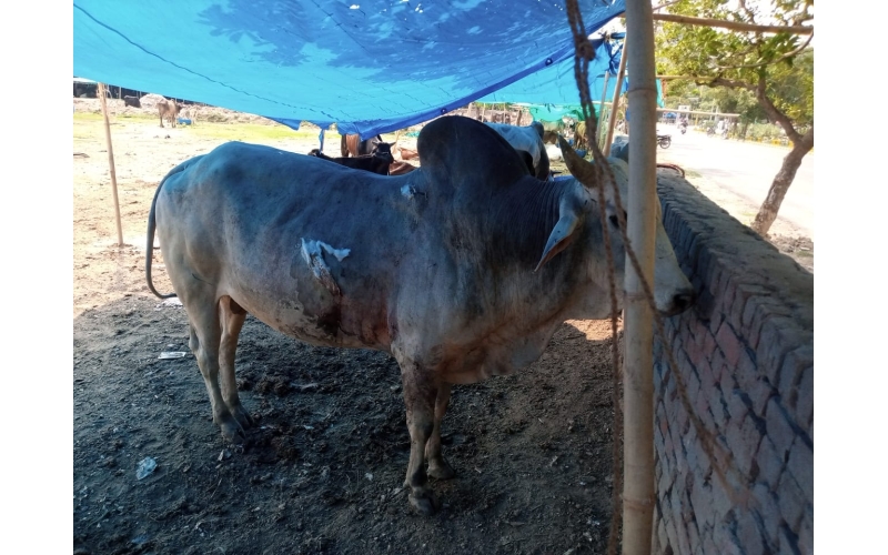 Nandi baba,  intestine out in hate... Nandi baba,  intestine out in hate...