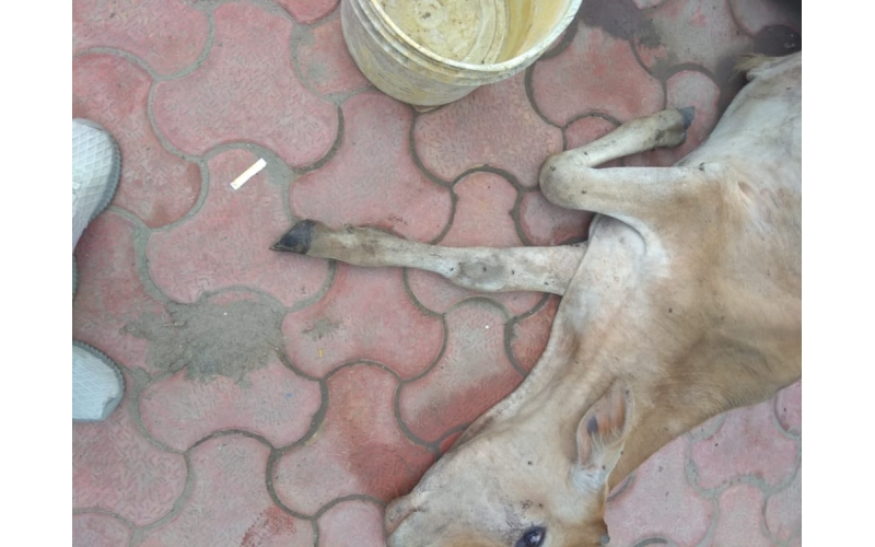 Gaumata baby ,hit and run accident Gaumata baby ,hit and run accident