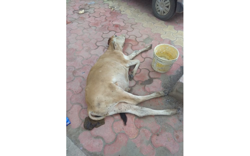 Gaumata baby ,hit and run accident Gaumata baby ,hit and run accident