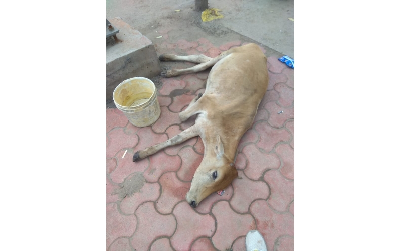 Gaumata baby ,hit and run accident Gaumata baby ,hit and run accident