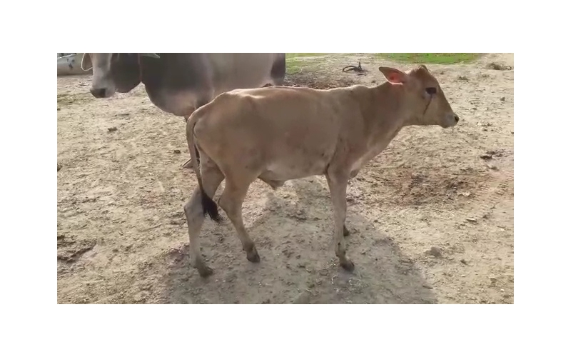 Gaumata baby ,hit and run accident Gaumata baby ,hit and run accident