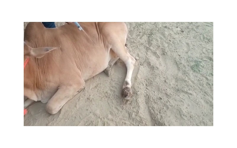 Nandi baba- Foot Maggots,  Sector 93... Nandi baba- Foot Maggots,  Sector 93...