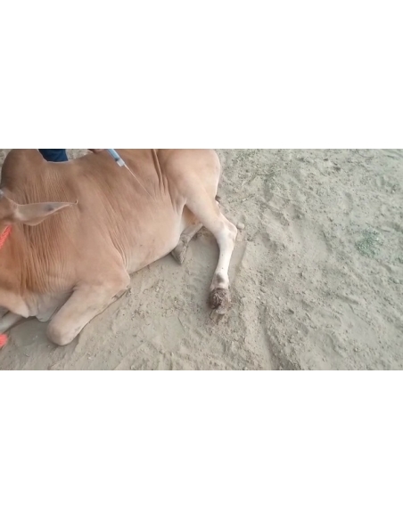 Nandi baba- Foot Maggots,  Sector 93 Noida