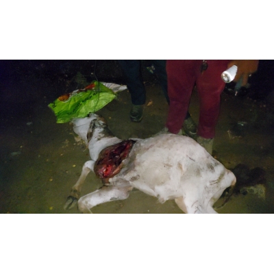 Gaumata baby dog attacked...