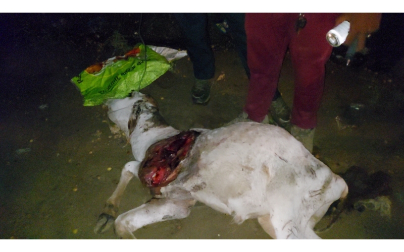 Gaumata baby dog attacked sector 168 noida