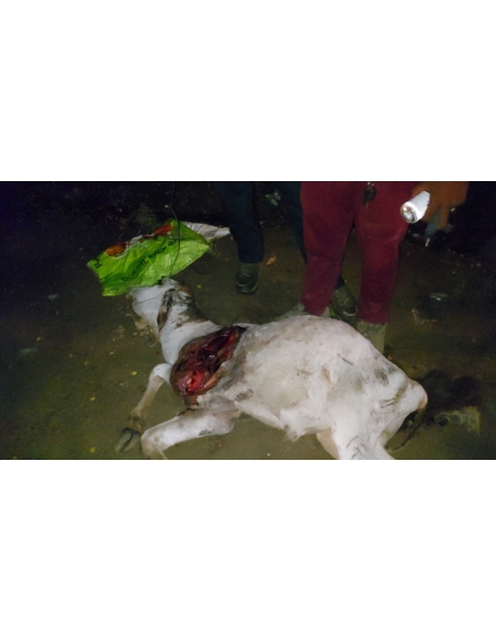 Gaumata baby dog attacked sector 168 noida
