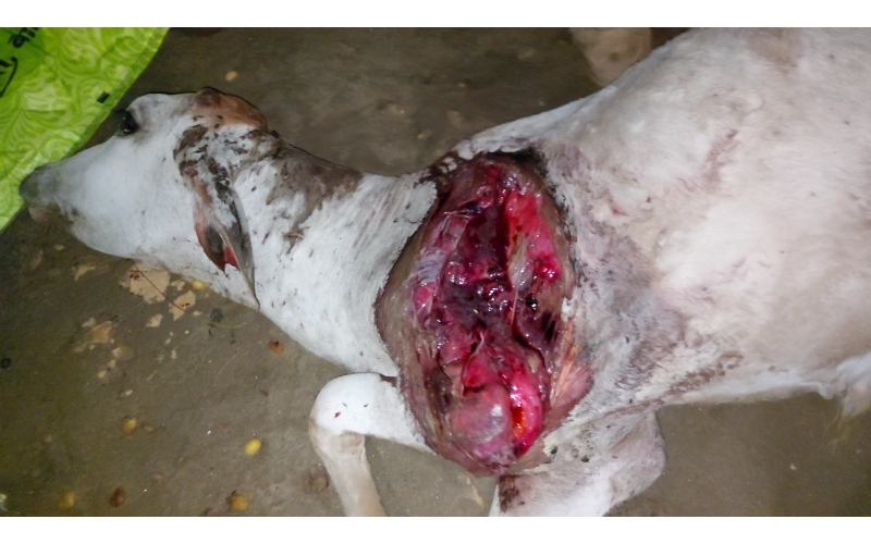 Gaumata baby dog attacked sector 168... Gaumata baby dog attacked sector 168...