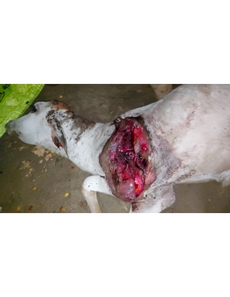 Gaumata baby dog attacked sector 168 noida