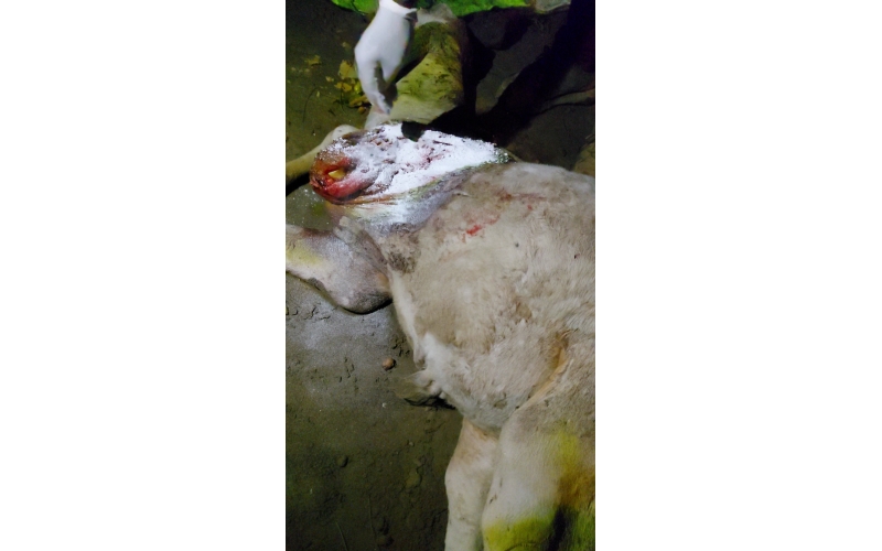 Gaumata baby dog attacked sector 168... Gaumata baby dog attacked sector 168...
