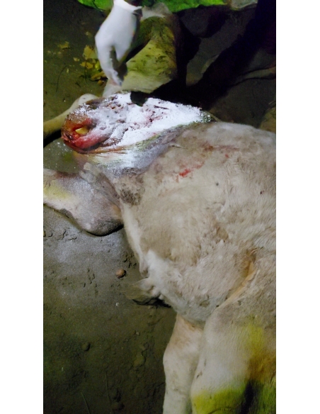 Gaumata baby dog attacked sector 168 noida