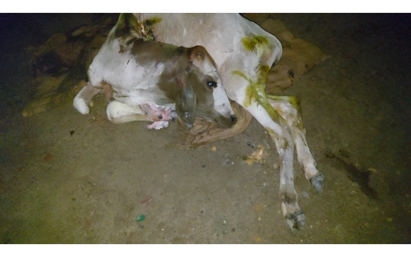 Gaumata baby dog attacked sector 168... Gaumata baby dog attacked sector 168...
