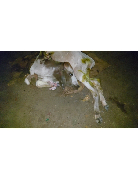 Gaumata baby dog attacked sector 168 noida
