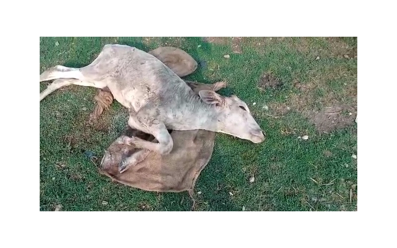 Gaumata baby dog attacked sector 168... Gaumata baby dog attacked sector 168...